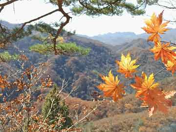 澳門六福彩開結果開獎，揭秘彩票背后的秘密，澳門六福彩開獎揭秘，探尋彩票背后的秘密